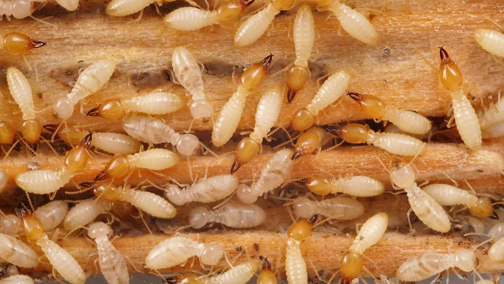 WDO Termite Inspection Florida